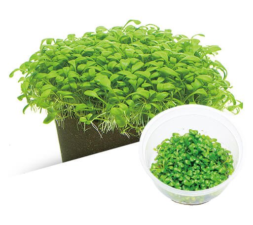 Glossostigma elatinoides - ADA TC - Planted Aquaria