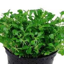 Glossostigma elatinoides - Potted - Planted Aquaria