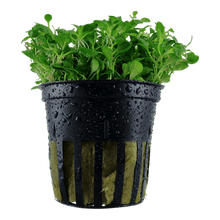 Glossostigma elatinoides - Potted - Planted Aquaria