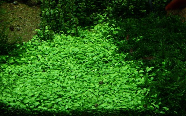 Glossostigma elatinoides - Tropica TC - Planted Aquaria