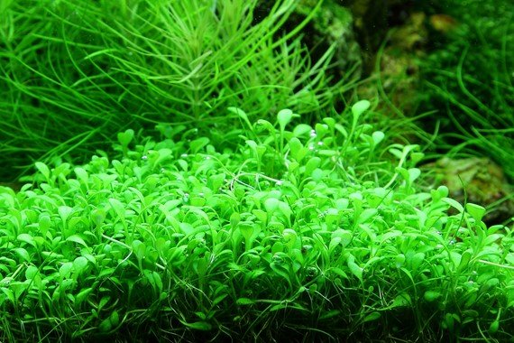 Glossostigma elatinoides - Tropica TC - Planted Aquaria