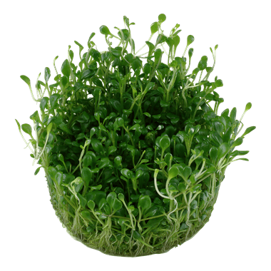 Glossostigma elatinoides - Tropica TC - Planted Aquaria