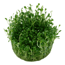 Glossostigma elatinoides - Tropica TC - Planted Aquaria