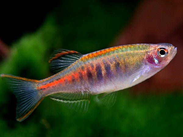 Glowlight Danios - Planted Aquaria