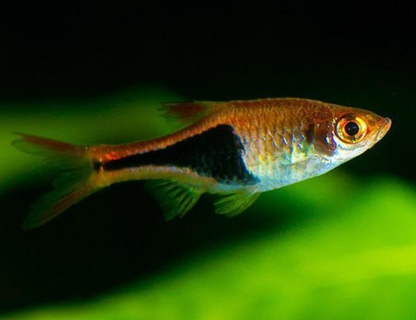 Glowlight Rasbora - Planted Aquaria