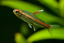 Glowlight Tetra - Planted Aquaria