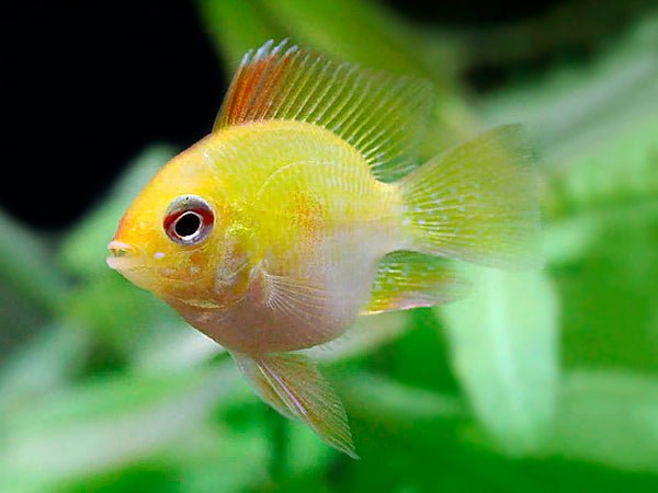 Gold Balloon Ram - Planted Aquaria