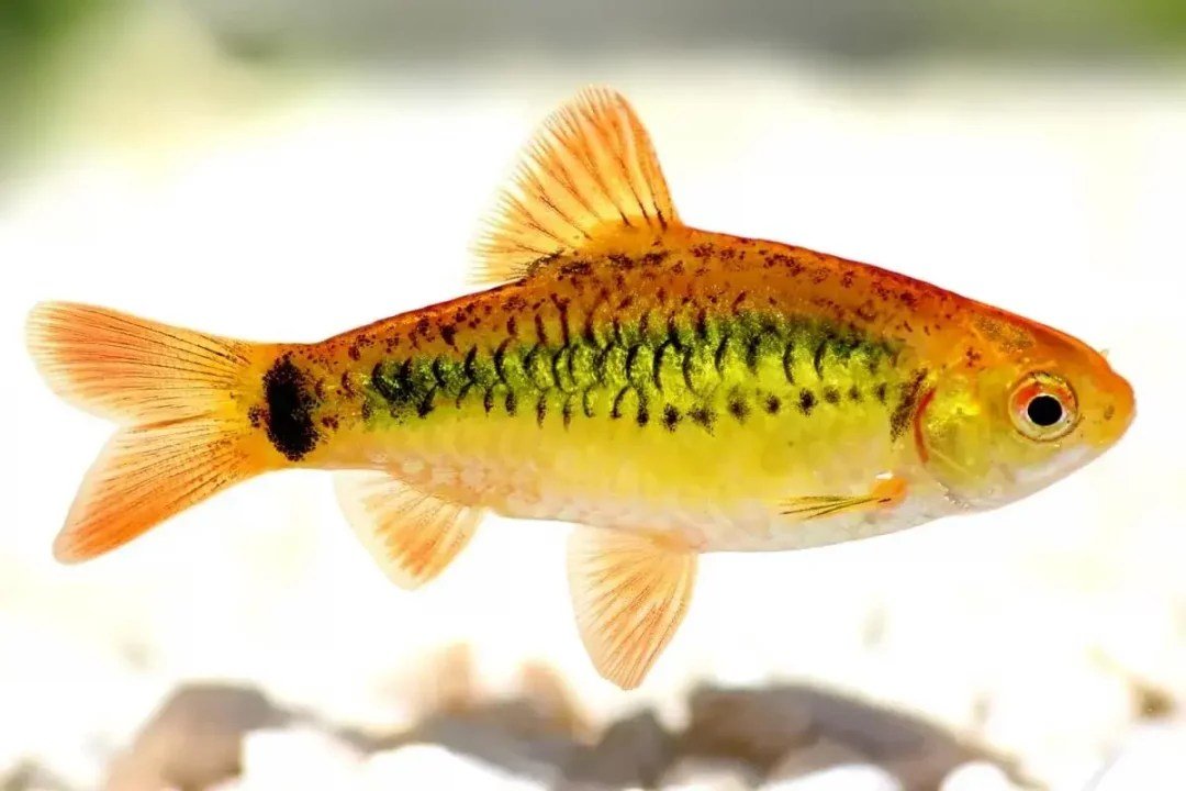 Gold Barb - Planted Aquaria