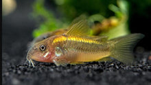 Gold Laser Corydora - Planted Aquaria