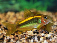 Gold Laser Corydora - Planted Aquaria