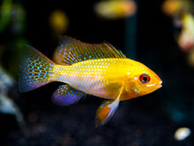 Gold Ram Cichlid - Planted Aquaria