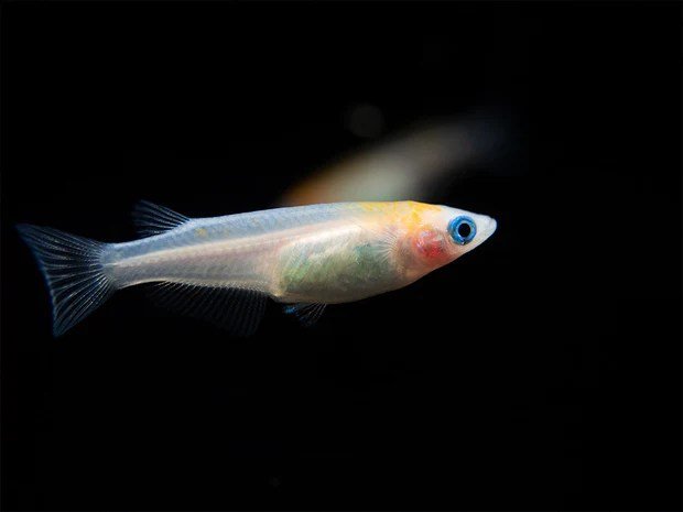 Gold Stardust Medaka Ricefish - Planted Aquaria