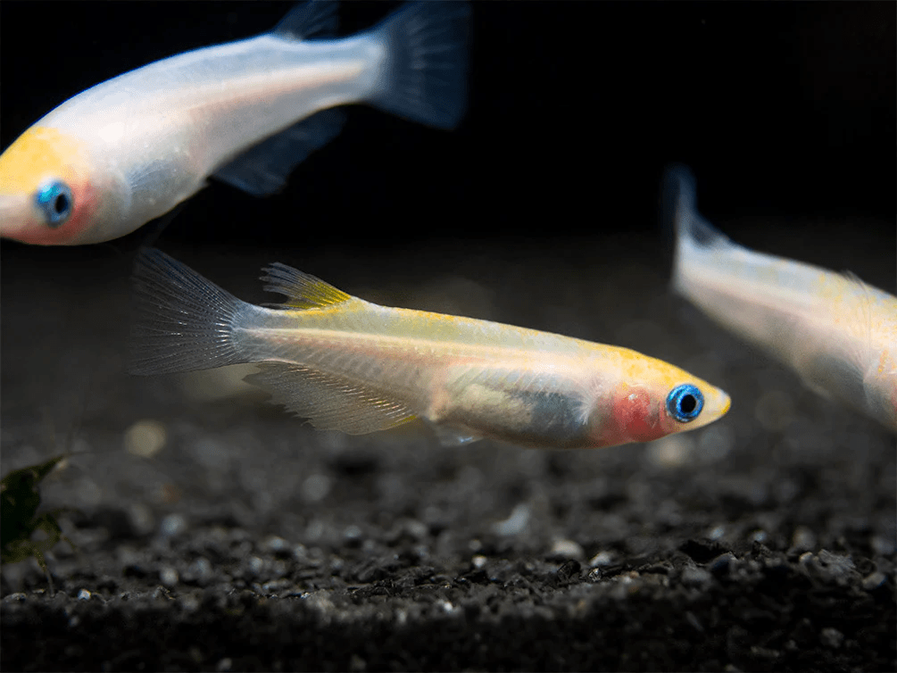 Gold Stardust Medaka Ricefish - Planted Aquaria