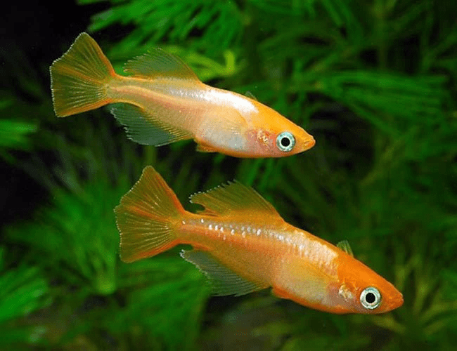 Gold Stardust Medaka Ricefish - Planted Aquaria