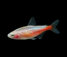 Golden Cardinal Tetra - Planted Aquaria
