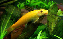 Golden Chinese Algae Eater - Planted Aquaria