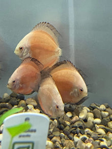 Golden Discus - Planted Aquaria