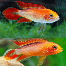 'Golden Fire Red' Agassizii's Dwarf Cichlid - Planted Aquaria