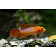 'Golden Fire Red' Agassizii's Dwarf Cichlid - Planted Aquaria