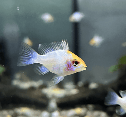 Golden Head Electric Blue Balloon Ram - Planted Aquaria