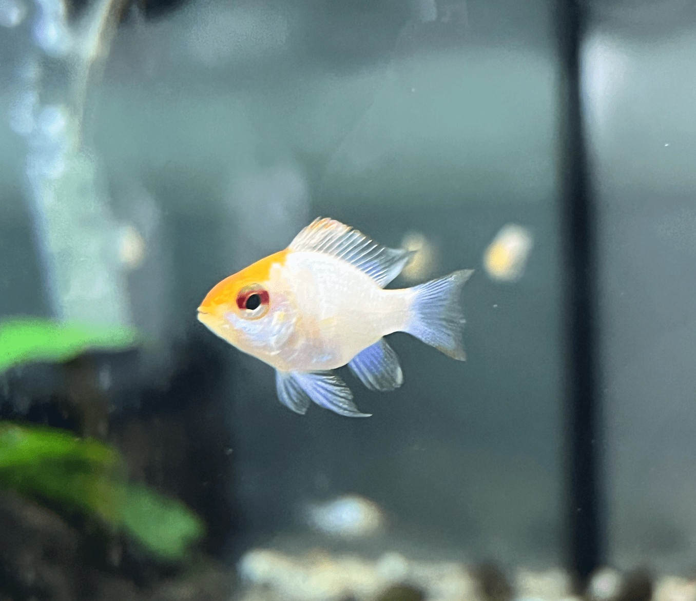 Golden Head Electric Blue Balloon Ram - Planted Aquaria