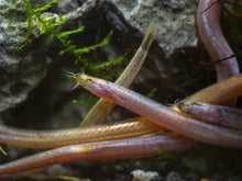 Golden Kuhli Loach - Planted Aquaria