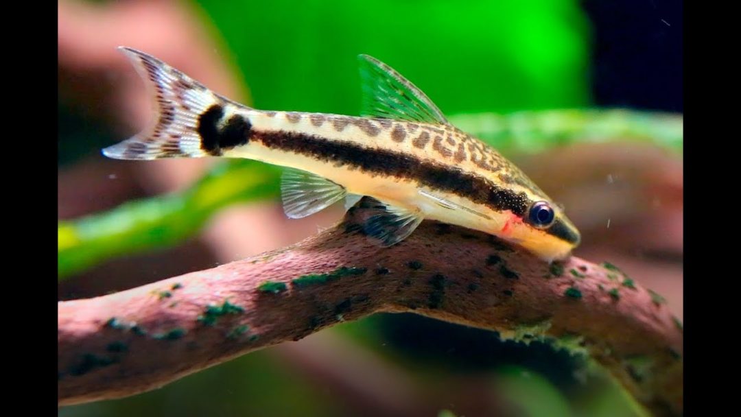 Golden Otocinclus Catfish - Planted Aquaria