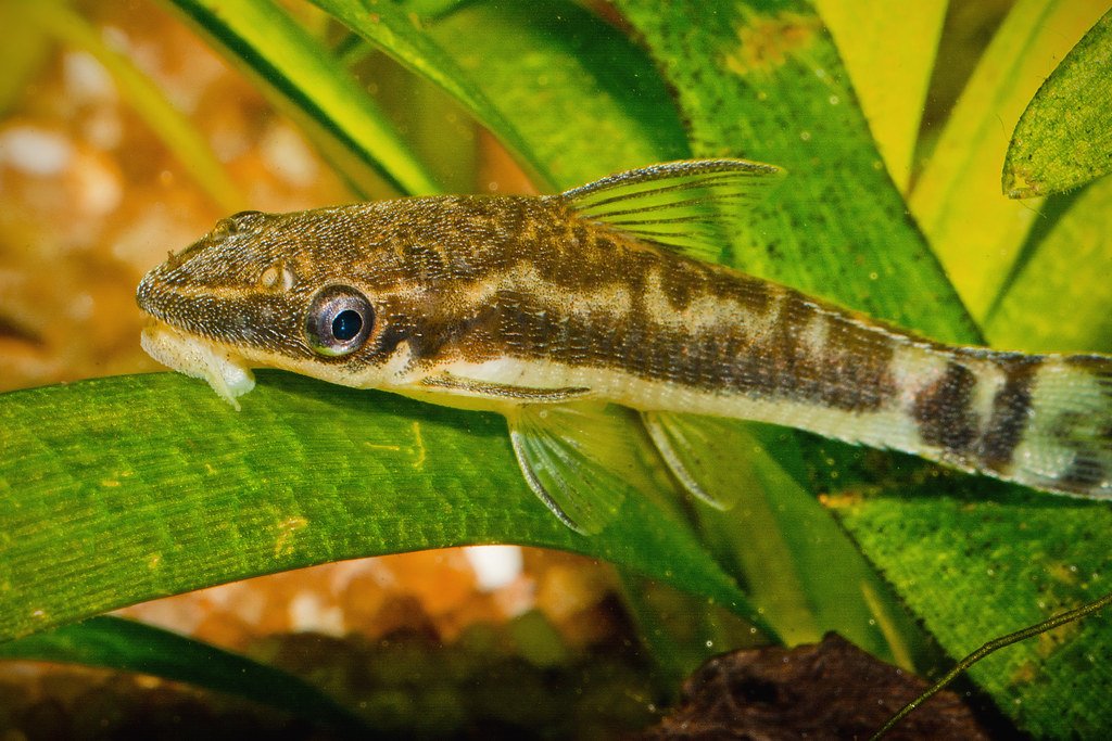 Golden Otocinclus Catfish - Planted Aquaria
