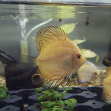Golden Panda Discus 3 - 4" - Planted Aquaria