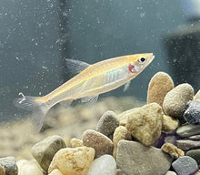 Golden Pencilfish - Planted Aquaria