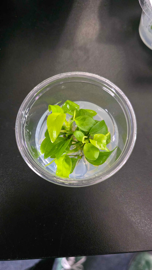 Anubias Nana Golden - Tissue Culture