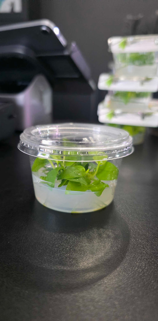 Anubias Nana Golden - Tissue Culture