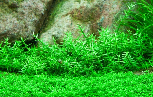 Gratiola viscidula - Tropica TC - Planted Aquaria