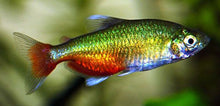 Green Fire Tetra - Planted Aquaria