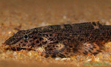 Green Hillstream Loach - Planted Aquaria