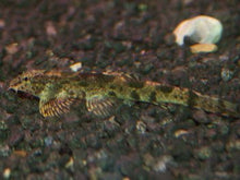Green Hillstream Loach - Planted Aquaria