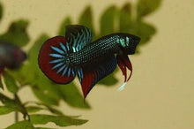 Green Imbellis Male Betta - Planted Aquaria