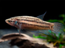 Green Mahachai Wild Type Female Betta - Planted Aquaria
