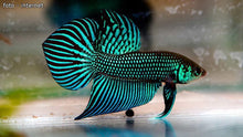 Green Mahachai Wild Type Male Betta - Planted Aquaria