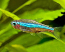 Green Neon Tetra - Planted Aquaria