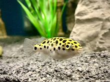 Green Spotted Puffer - Planted Aquaria