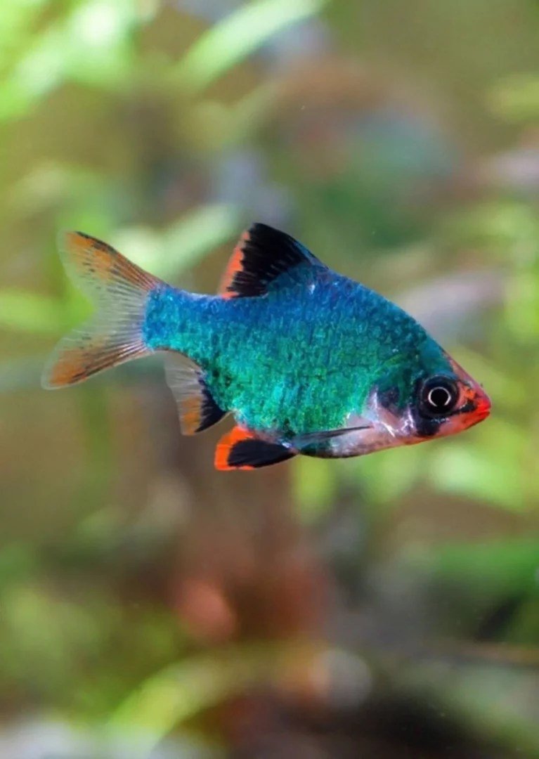 Green Tiger Barb - Planted Aquaria