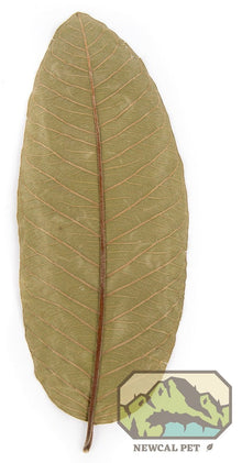 Guava Leaves (4 - 7") (10 - Pack) - Planted Aquaria