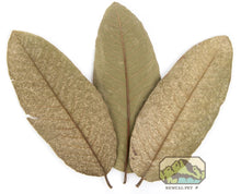 Guava Leaves (4 - 7") (10 - Pack) - Planted Aquaria