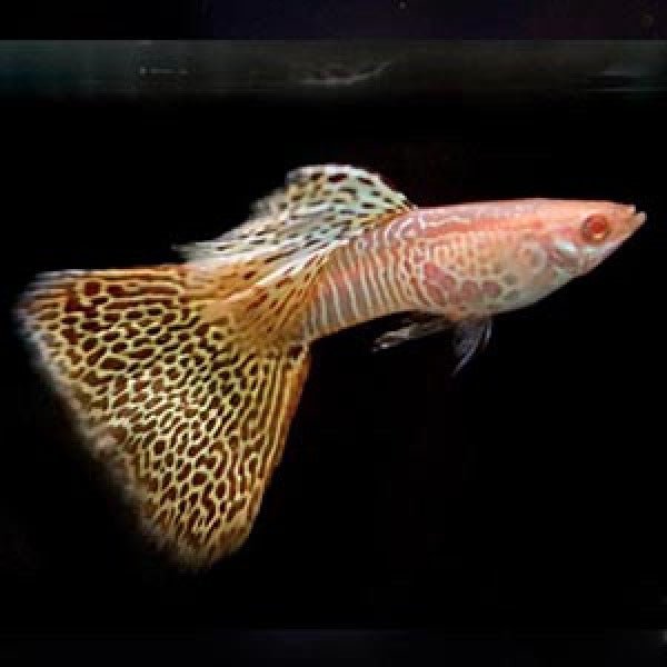 Guppy - Albino Yellow Tiger Cobra Male - Planted Aquaria