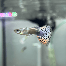 Guppy - Assorted Dumbo Ear Males - Planted Aquaria