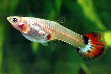 Buy Guppy Fish Online | Guppy Fish Care & Tank Supplies – Planted Aquaria