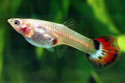 Guppy - Assorted Females - Planted Aquaria