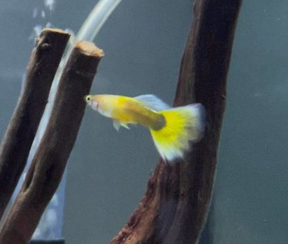 Guppy - Assorted Males - Planted Aquaria