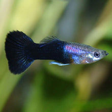 Guppy - Black Males - Planted Aquaria